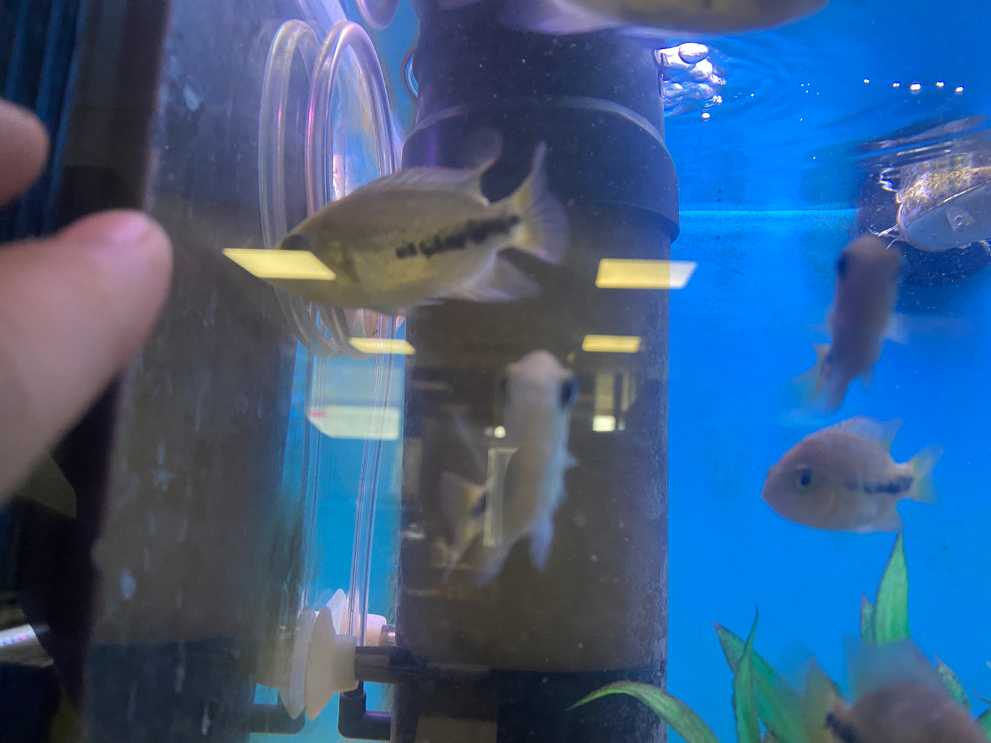 Veija ( Synspilum x Bifasciatus ) tank bred
