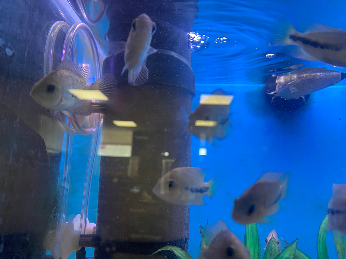 Veija ( Synspilum x Bifasciatus ) tank bred