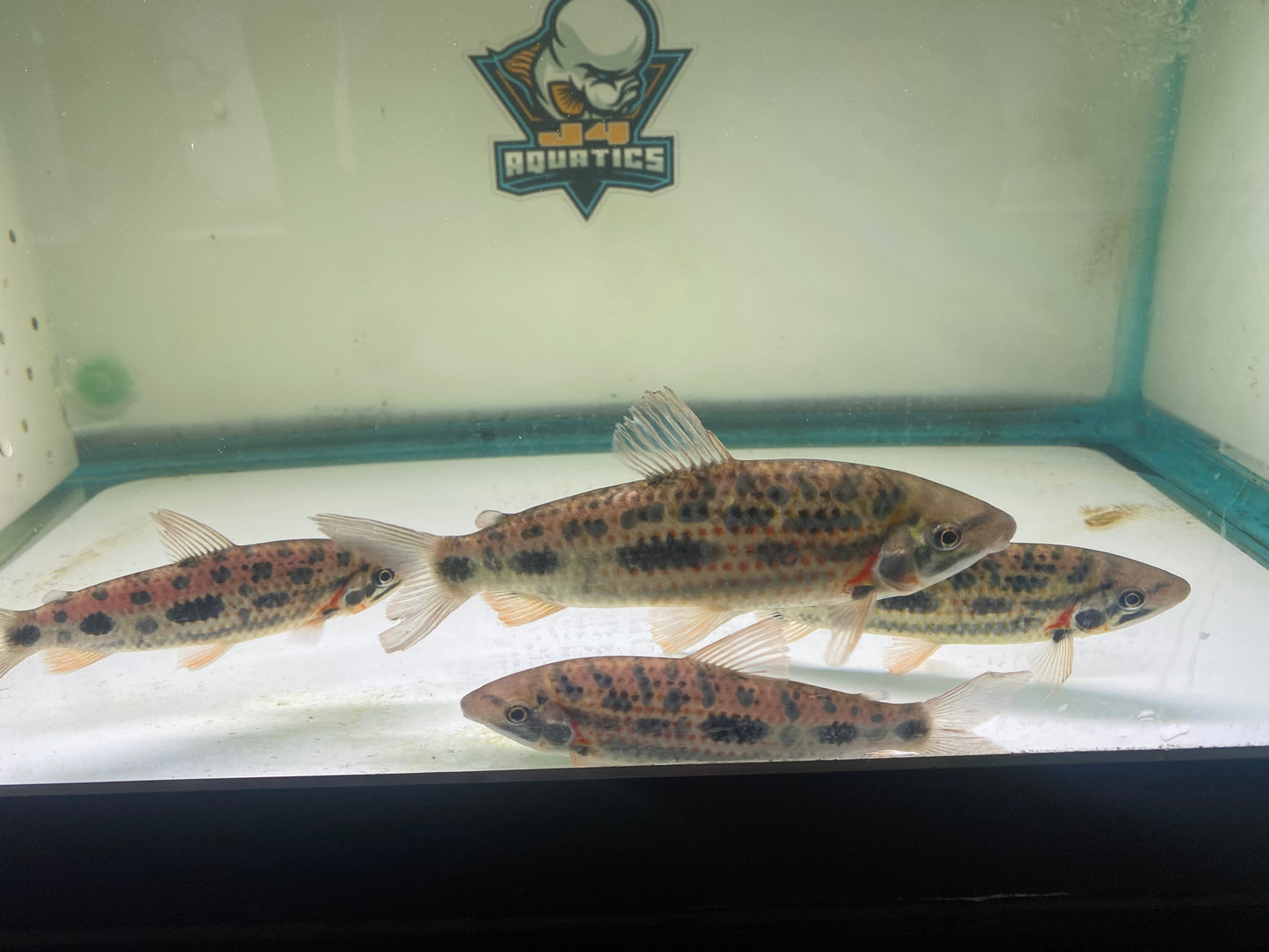 Strawberry Leporinus Granti 5-7"