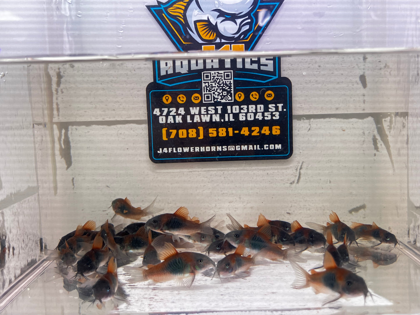 Orange Venezuelan Corydoras