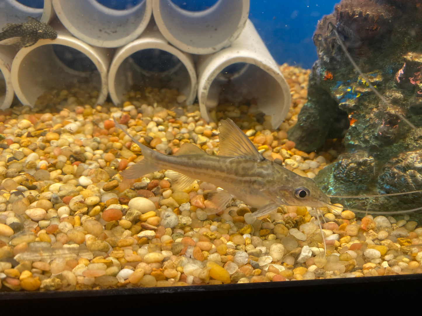 Pictus Catfish 4"