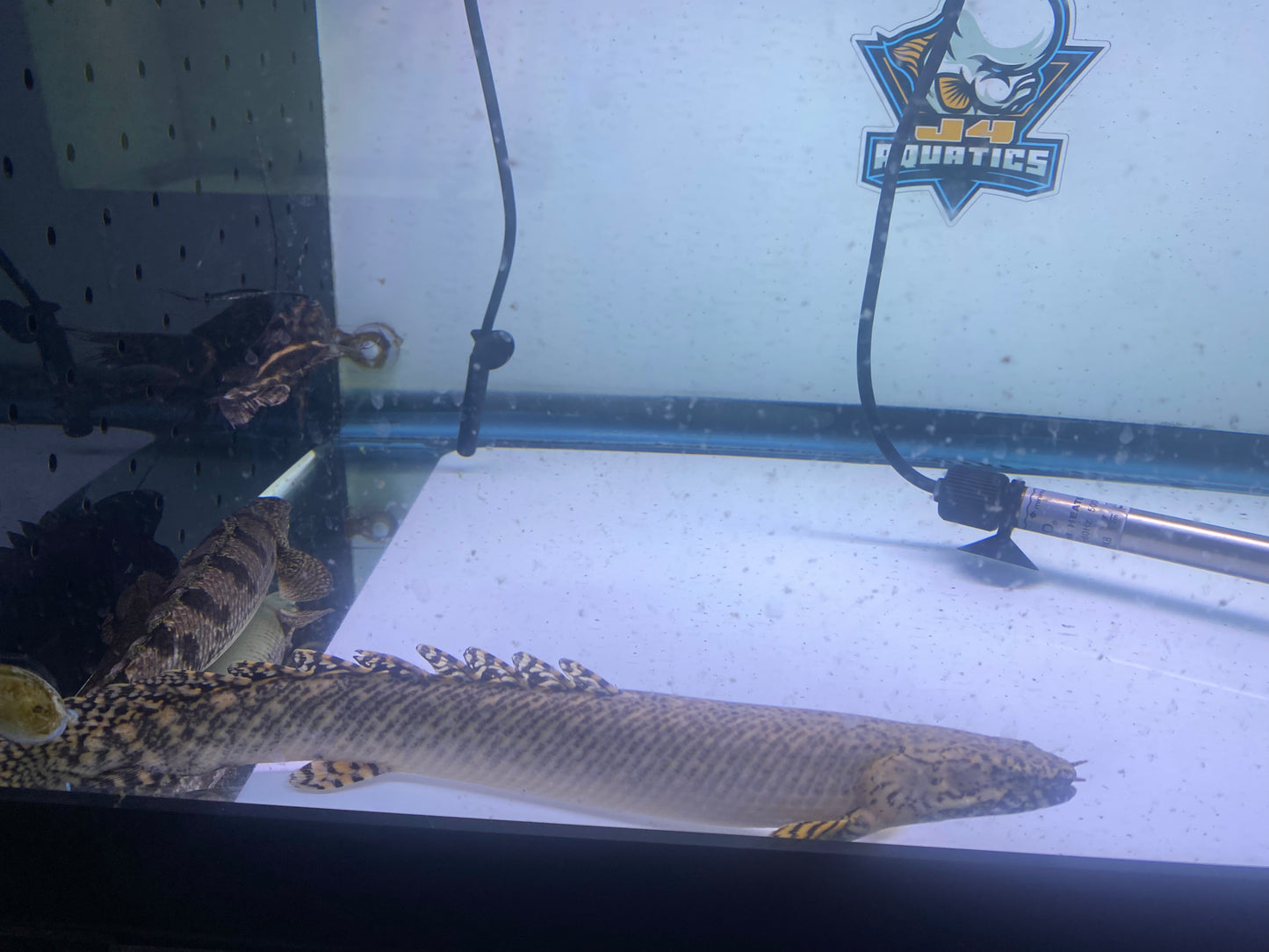 Ornate Bichir 7-9"