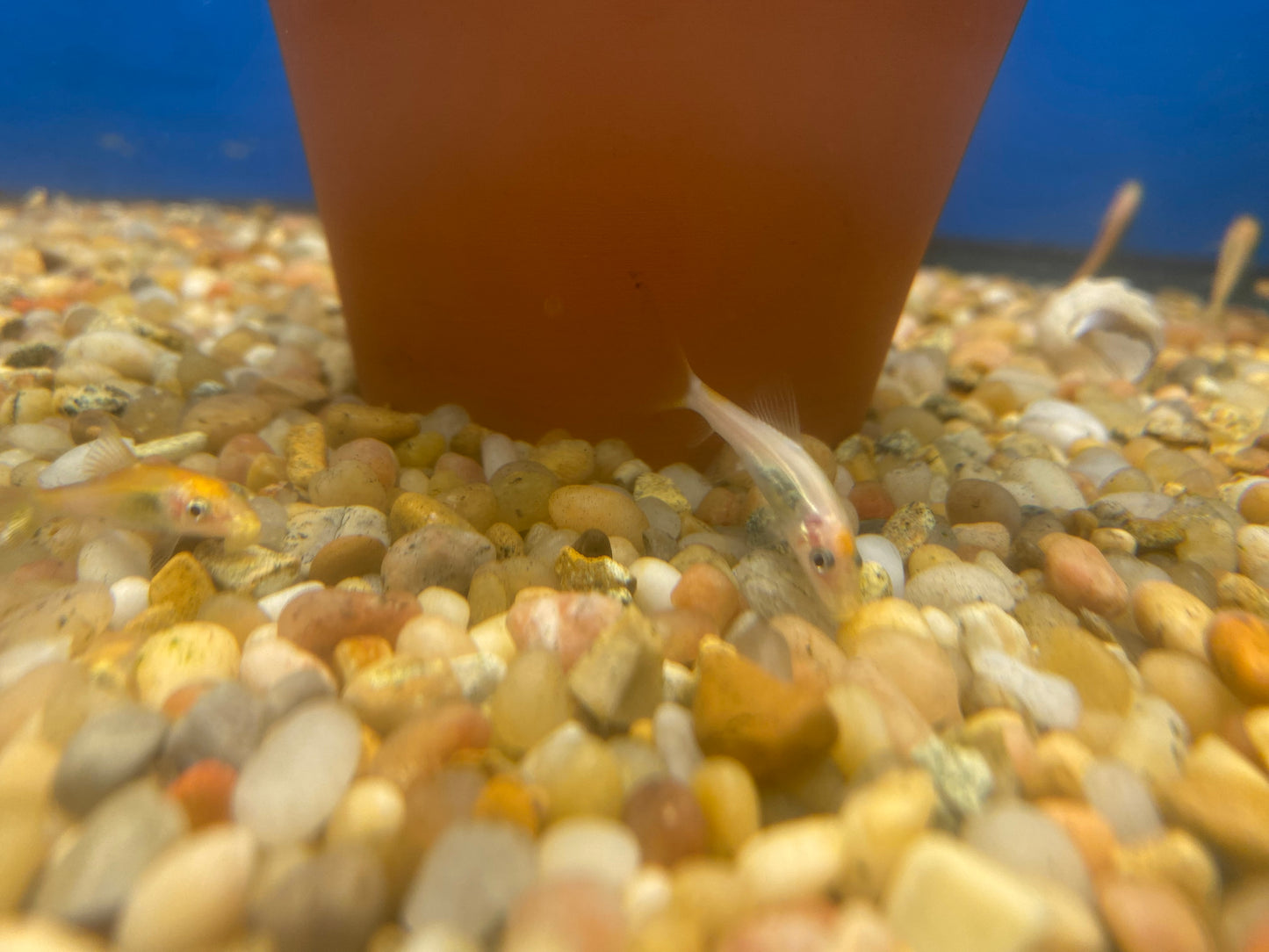 Albino Siamese Algae eater