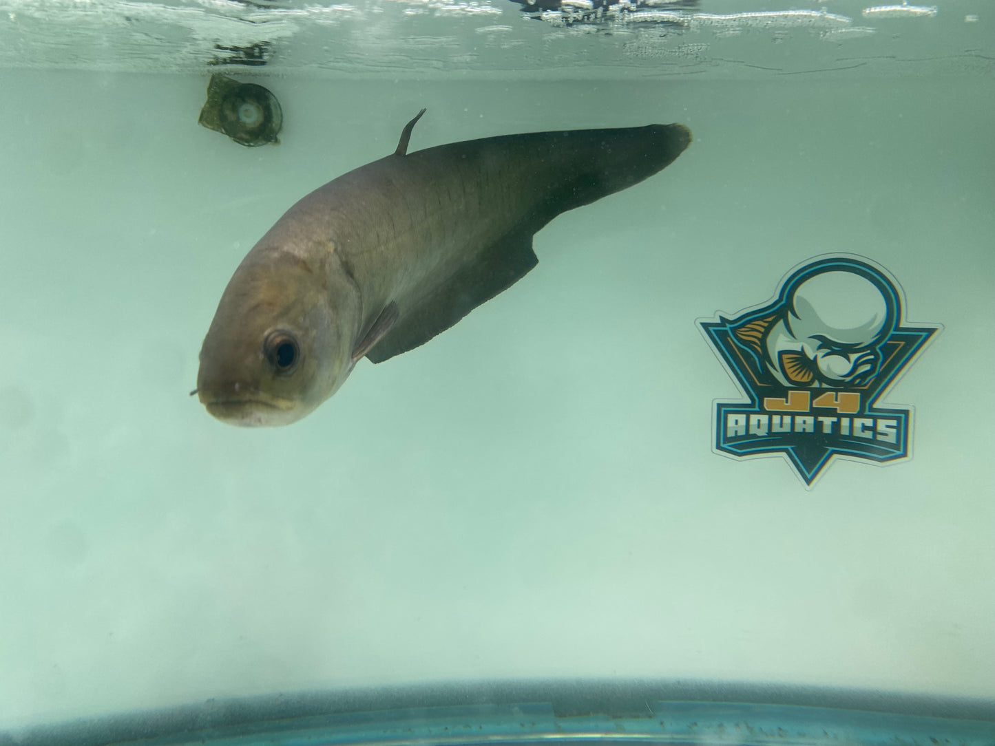 POMPOM Knifefish 14"