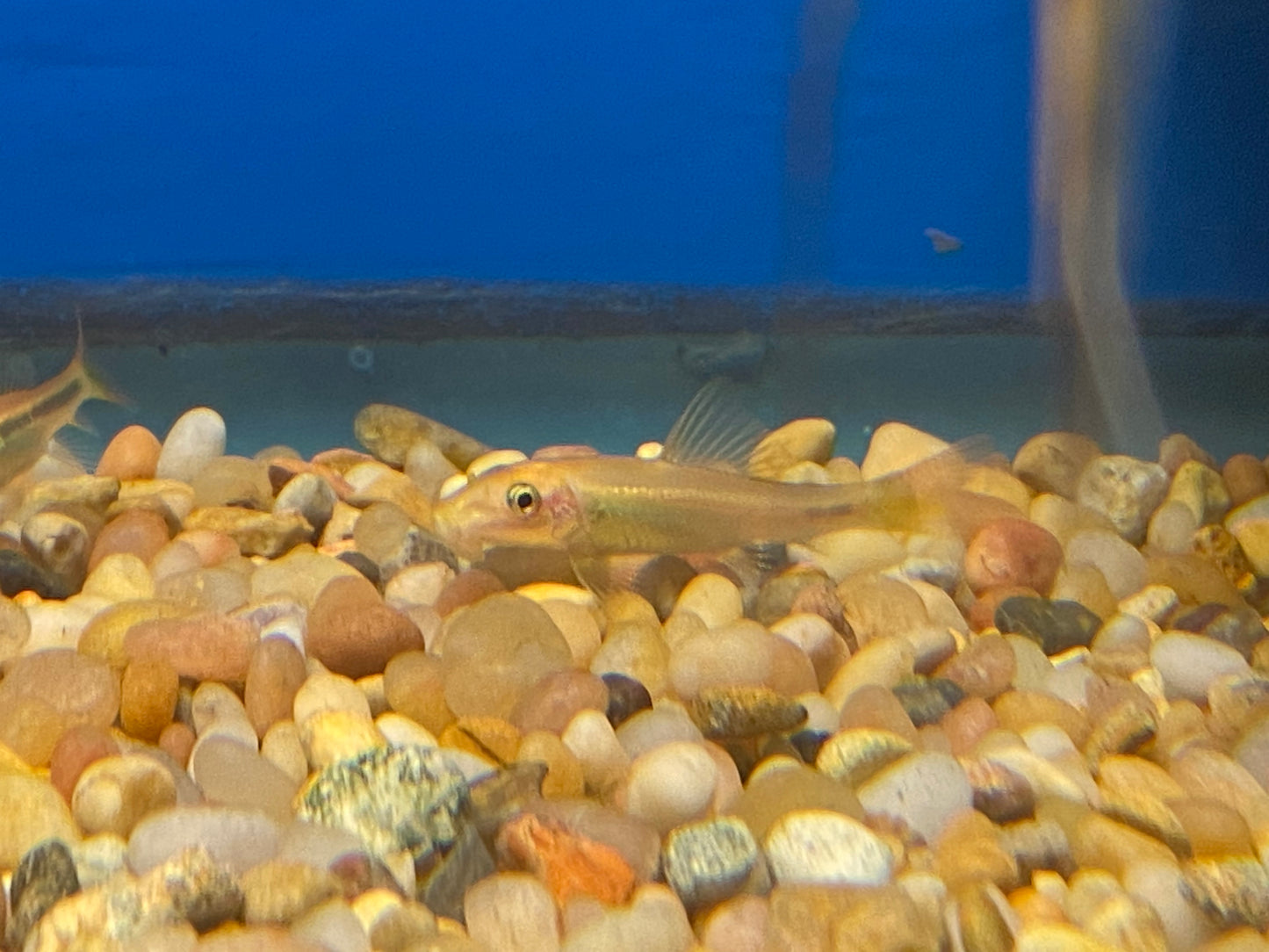Albino Siamese Algae eater