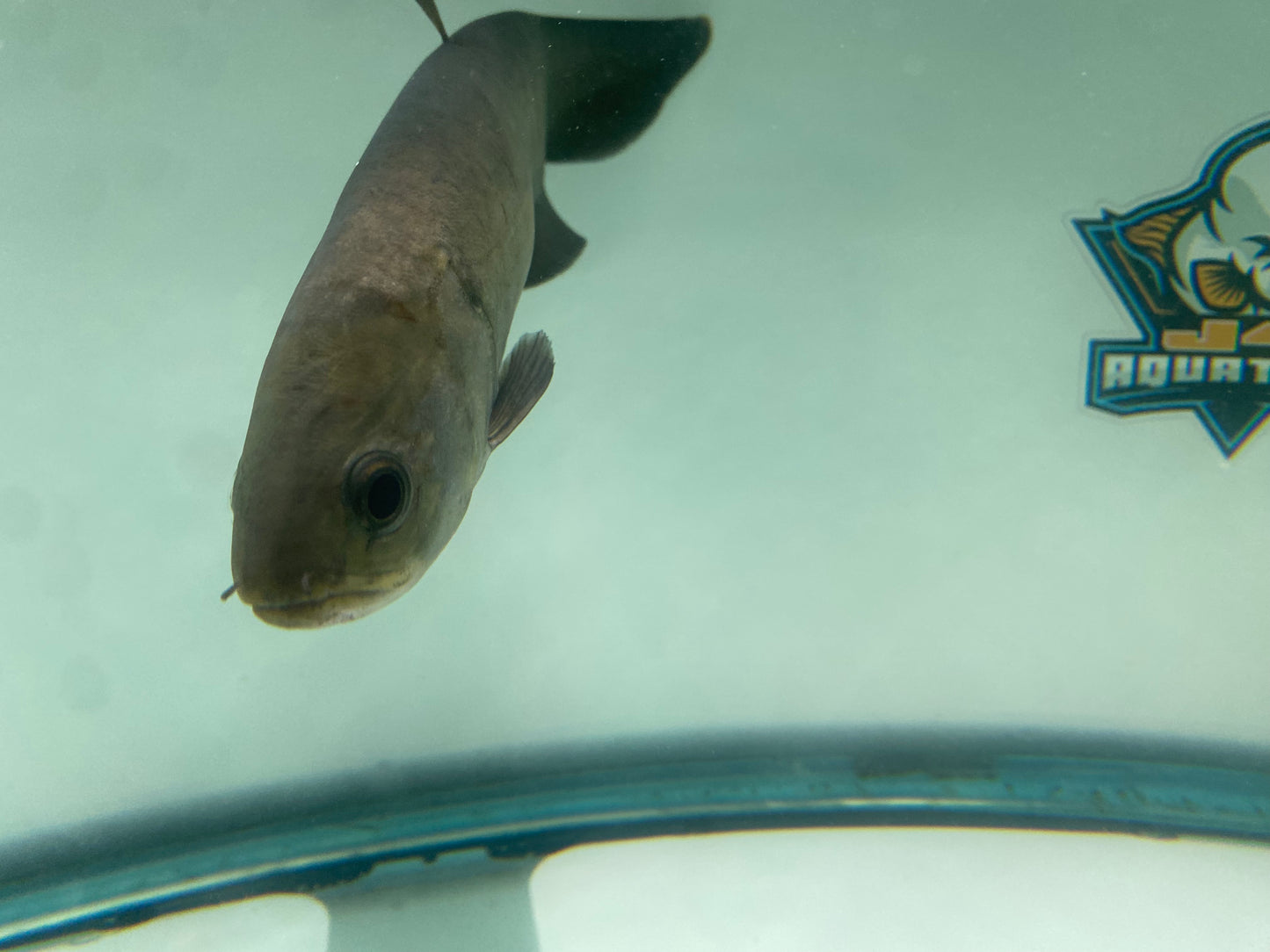 POMPOM Knifefish 14"