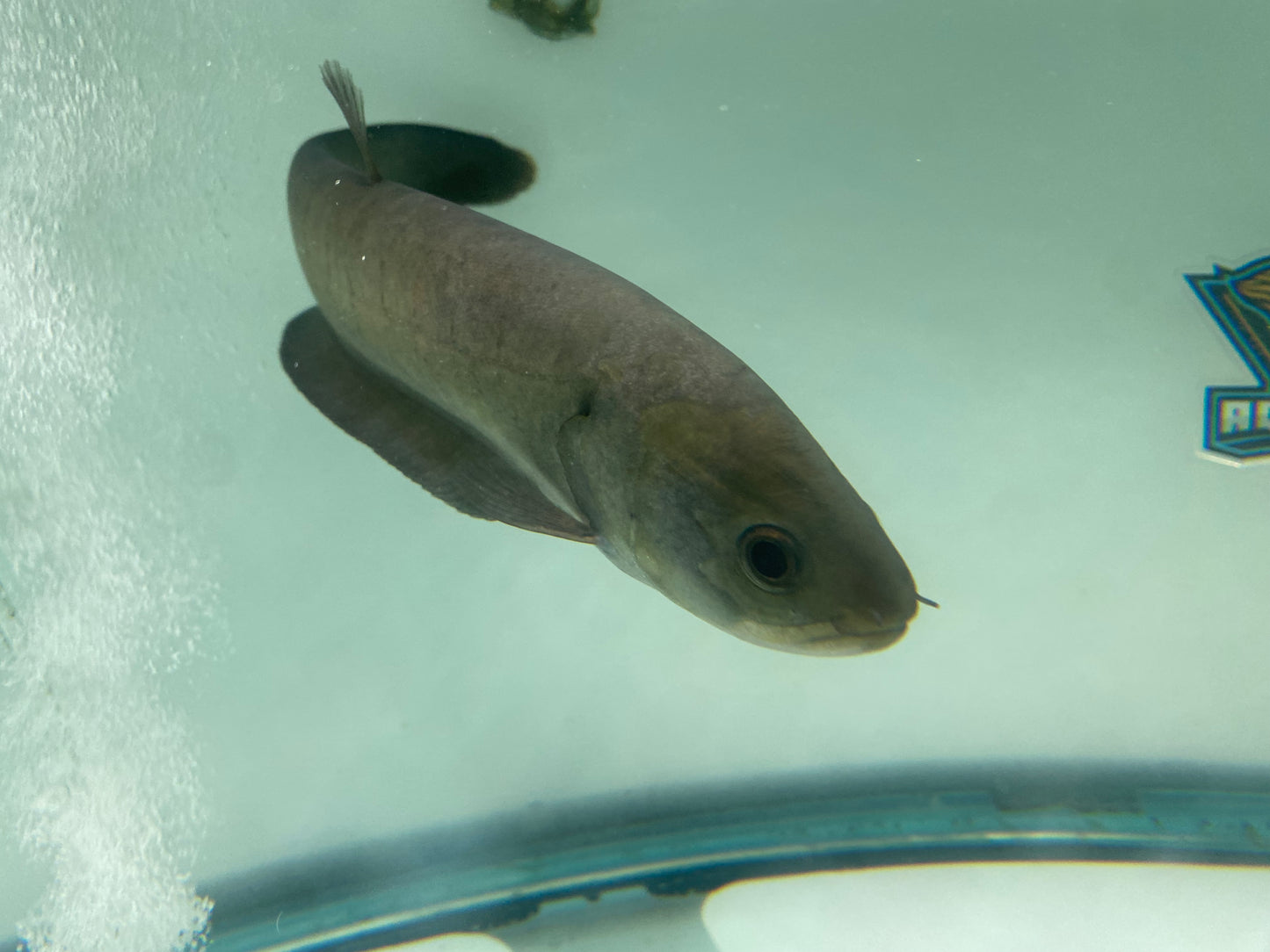 POMPOM Knifefish 14"