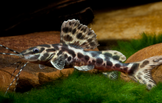 Marbled Sailfin Catfish 8-9"