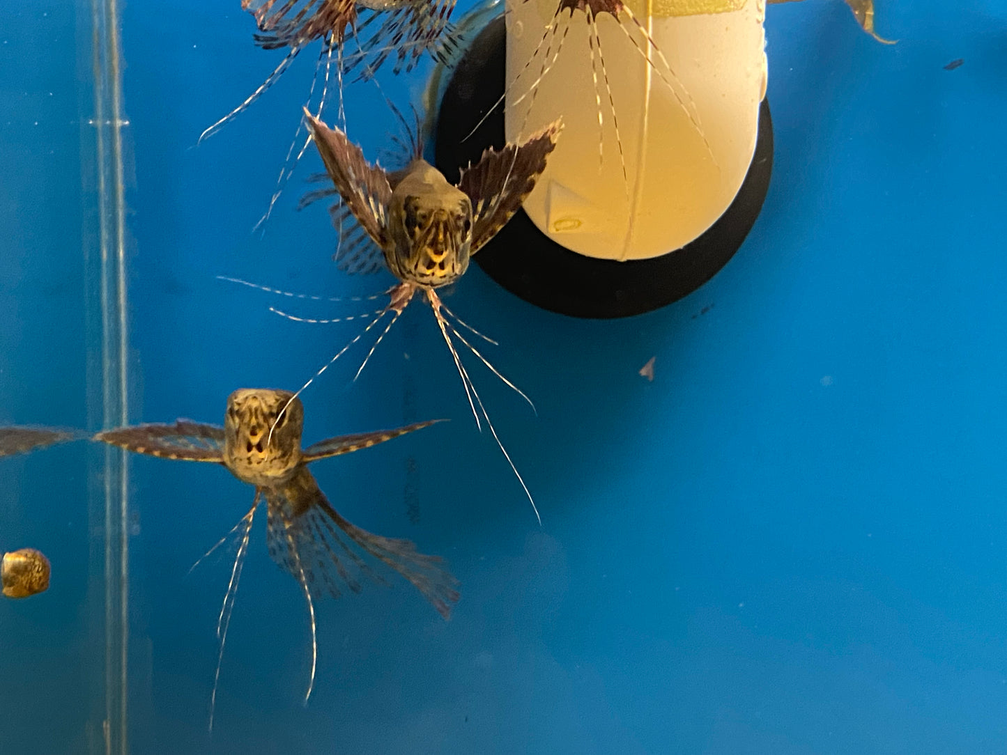 African Butterfly Fish