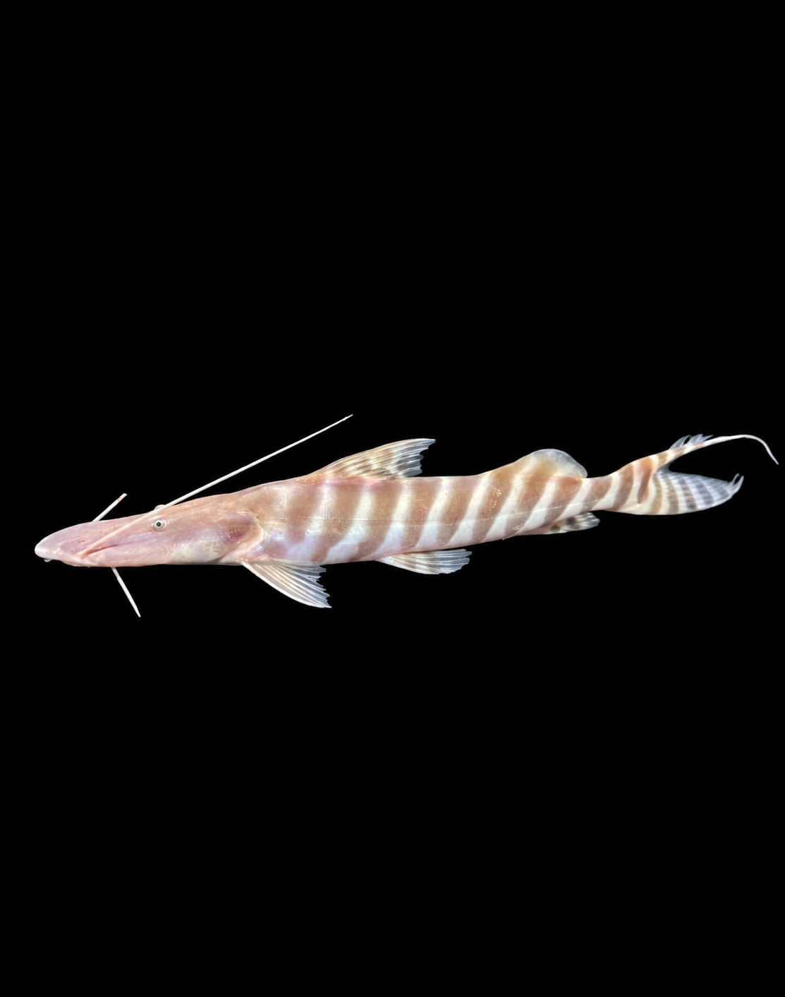 Tigrinus Catfish 12"