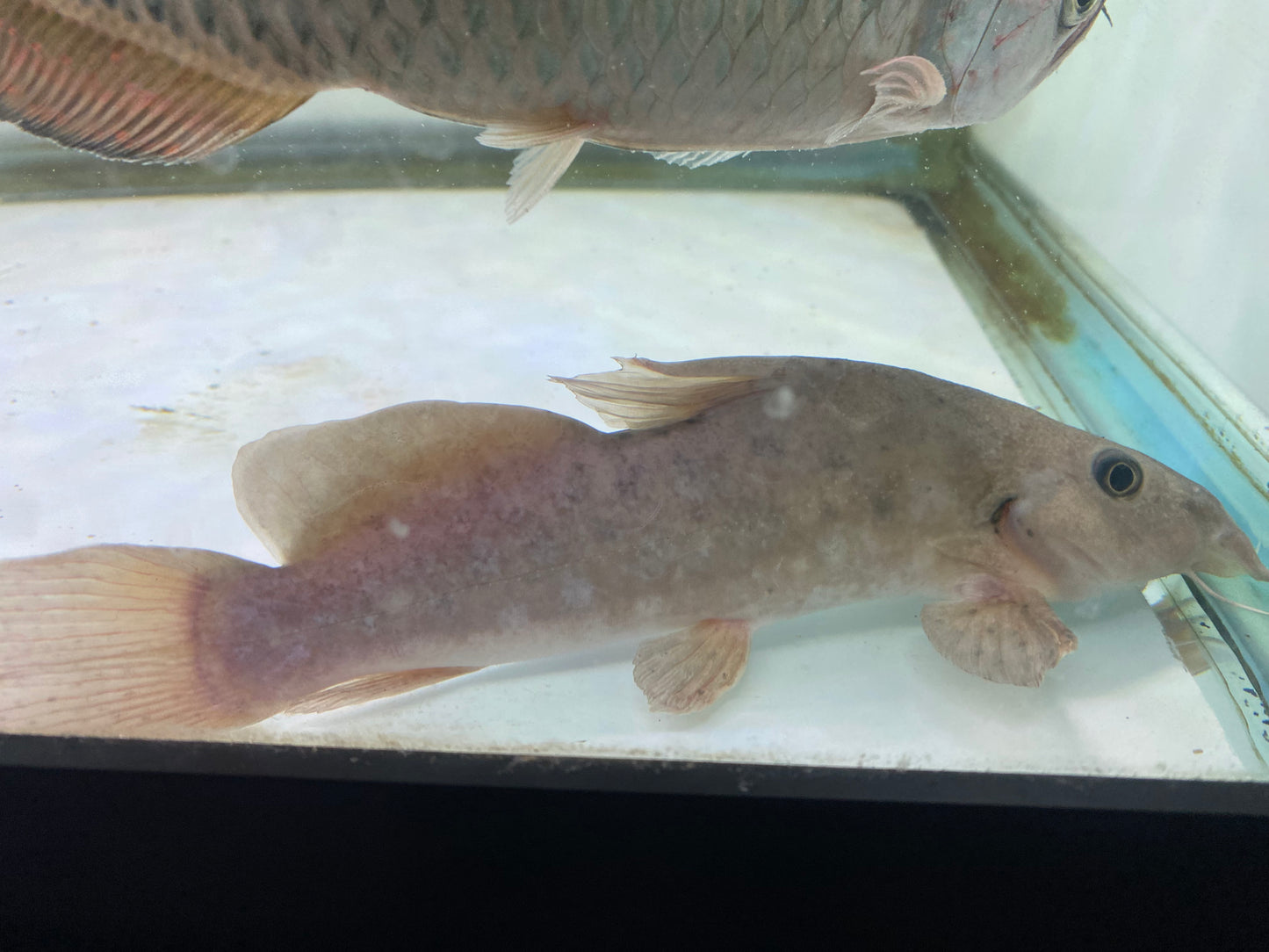 Giraffle Catfish 7-8"
