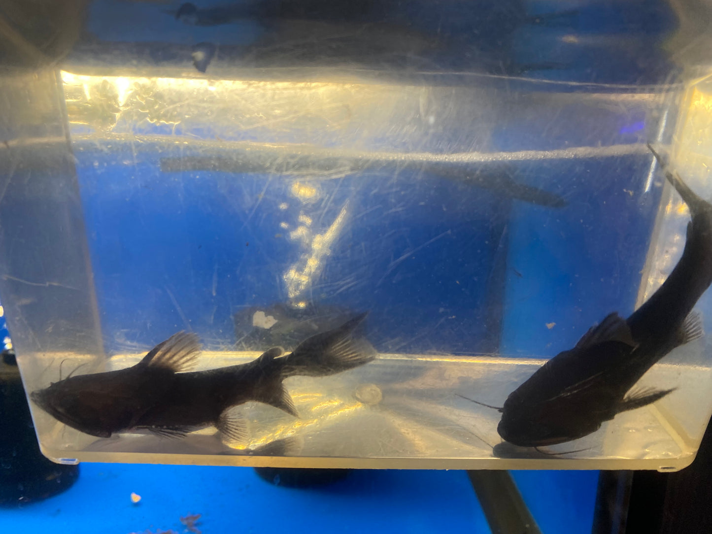 Gulper Catfish 5"