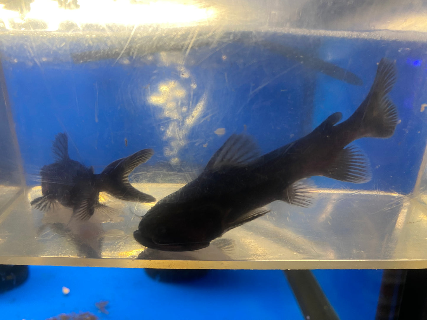 Gulper Catfish 5"