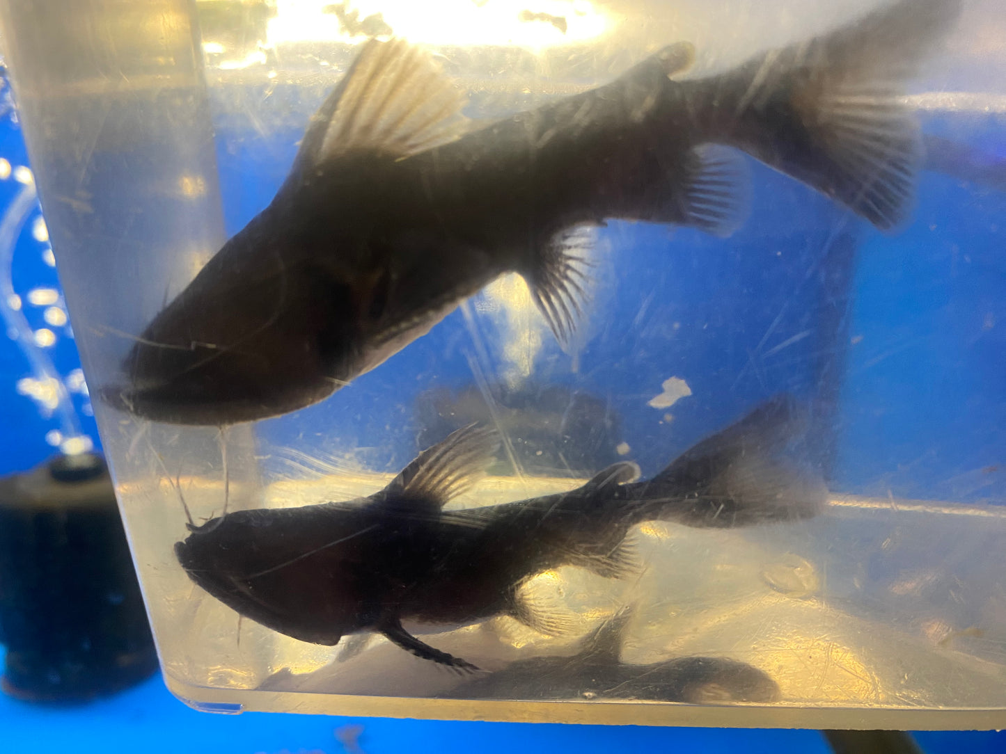 Gulper Catfish 5"