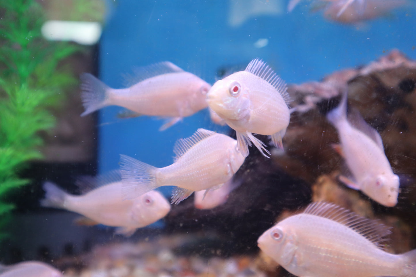 Albino Threadfin Acara (Acarichthys heckelii ‘albino’)
