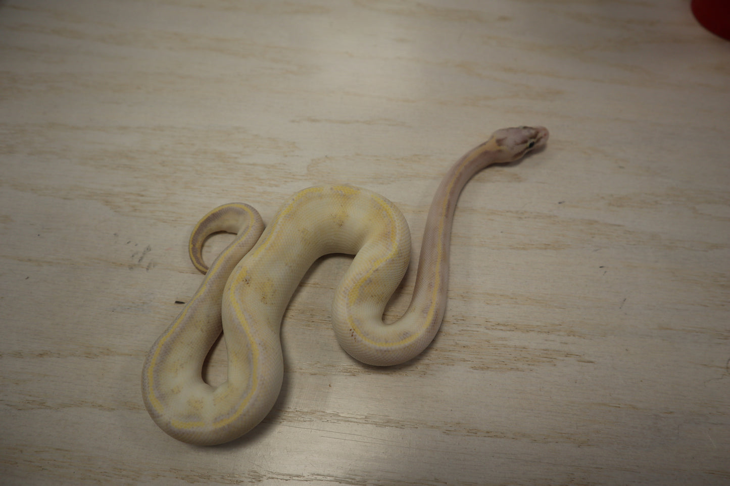 Pastel Inchi Ivory ( MALE )