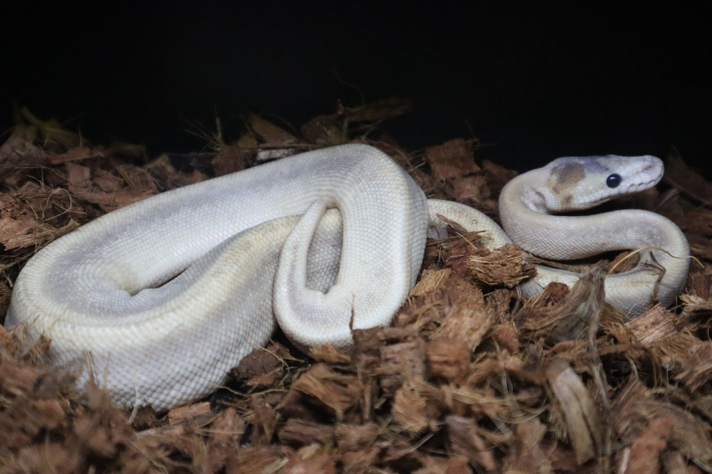 Champaign Mojave \ Male