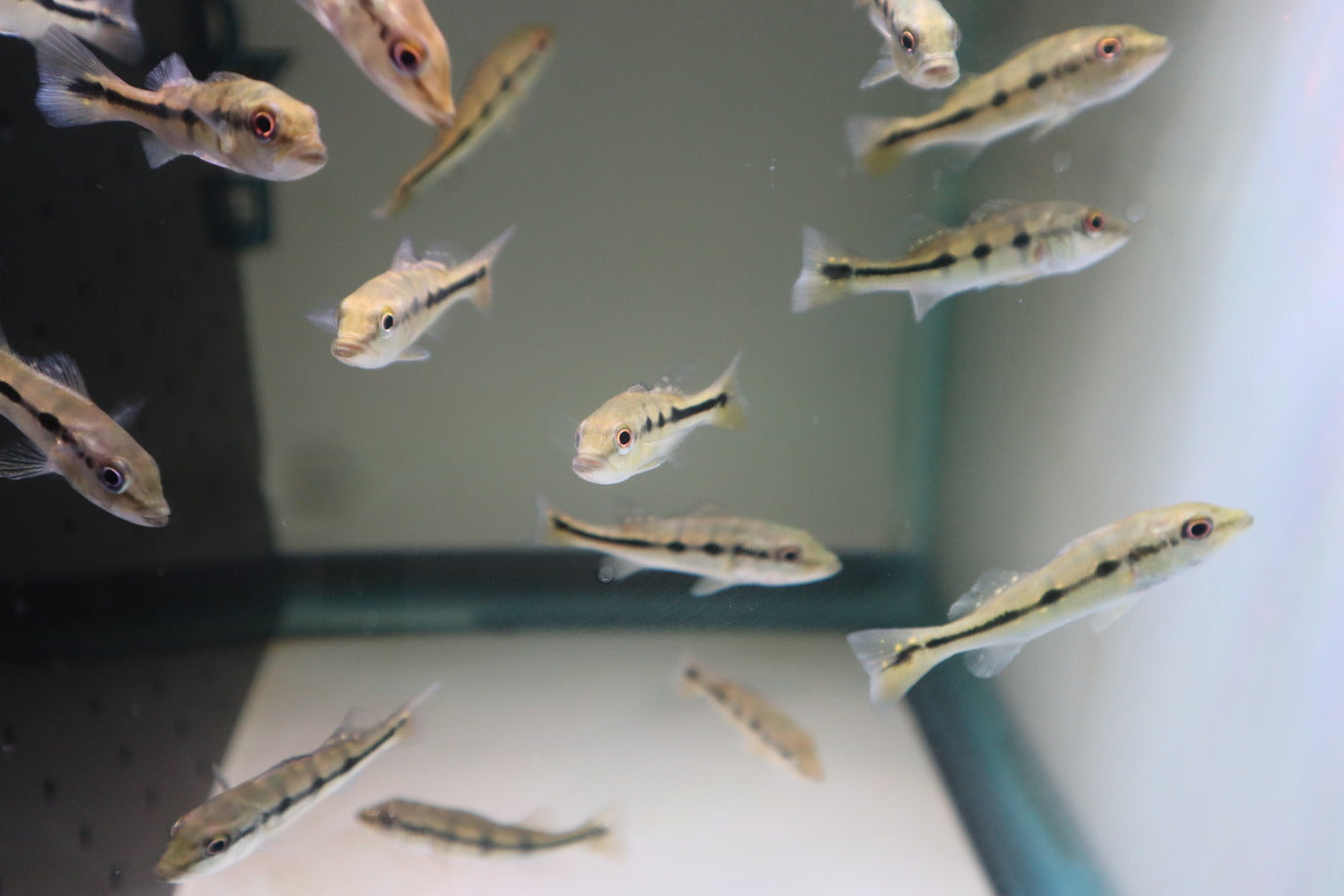 Kelberi Peacock Bass 2-3"