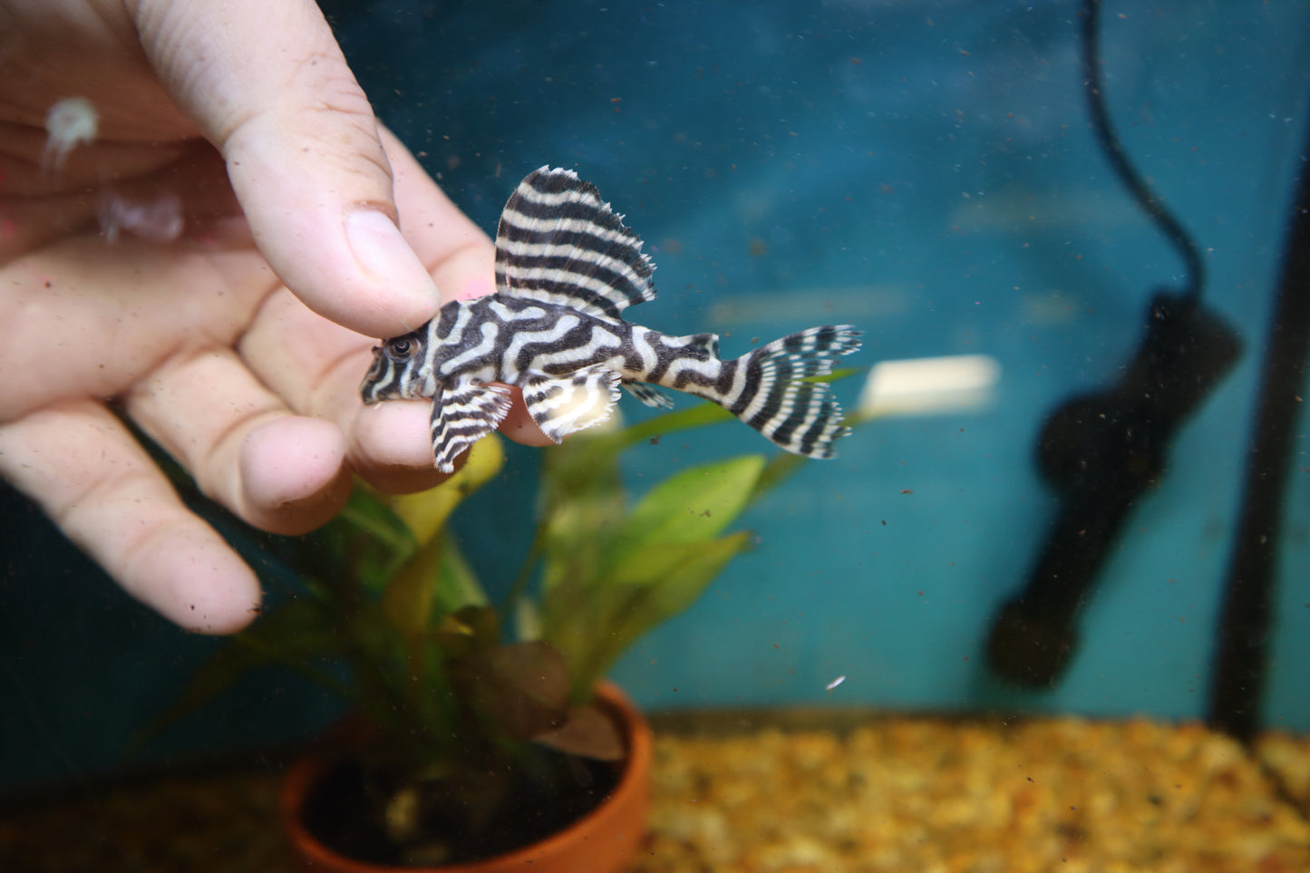 L236 Bella Monte Pleco