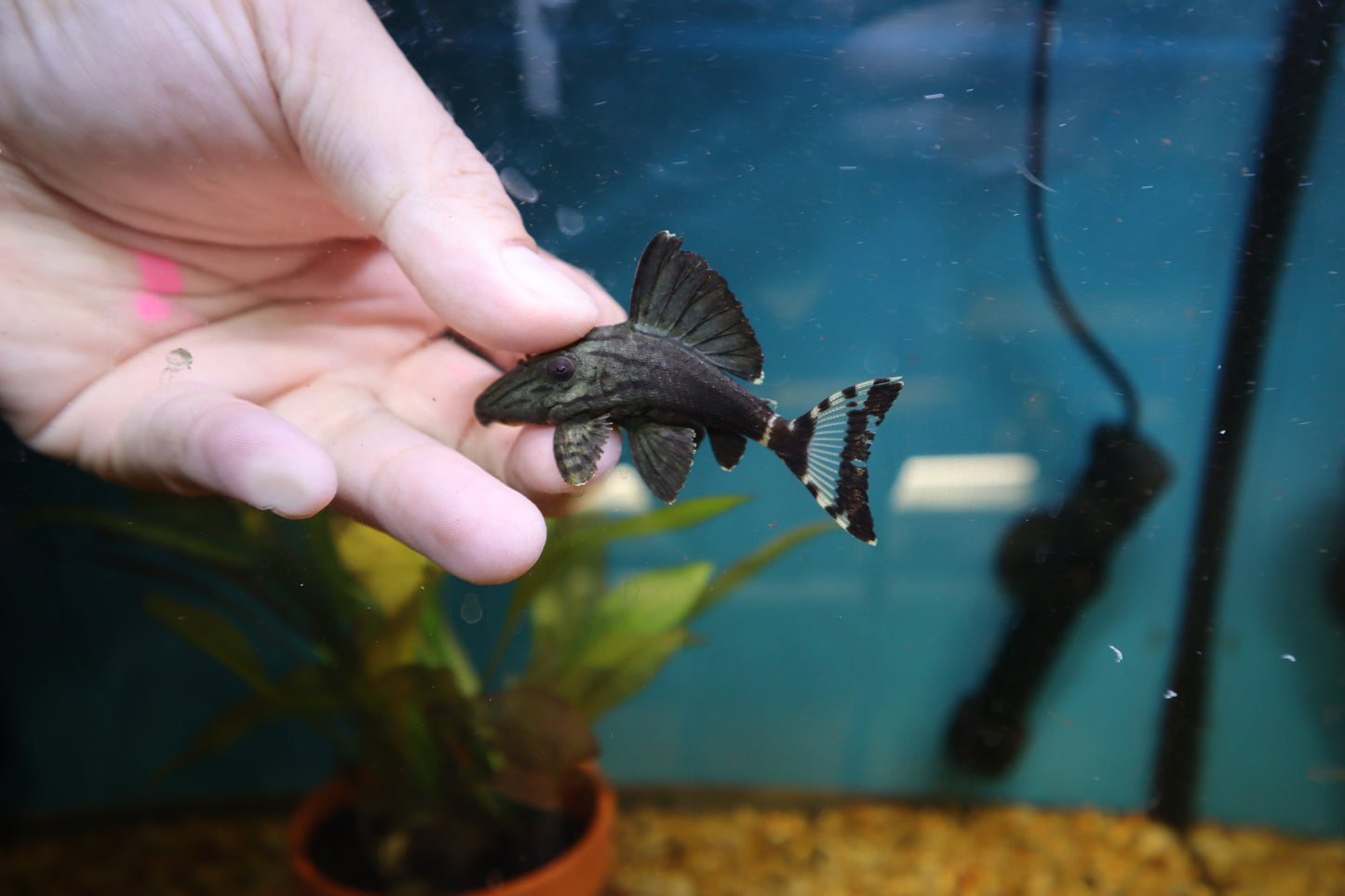 L190 Royal Pleco 1.5"-2"