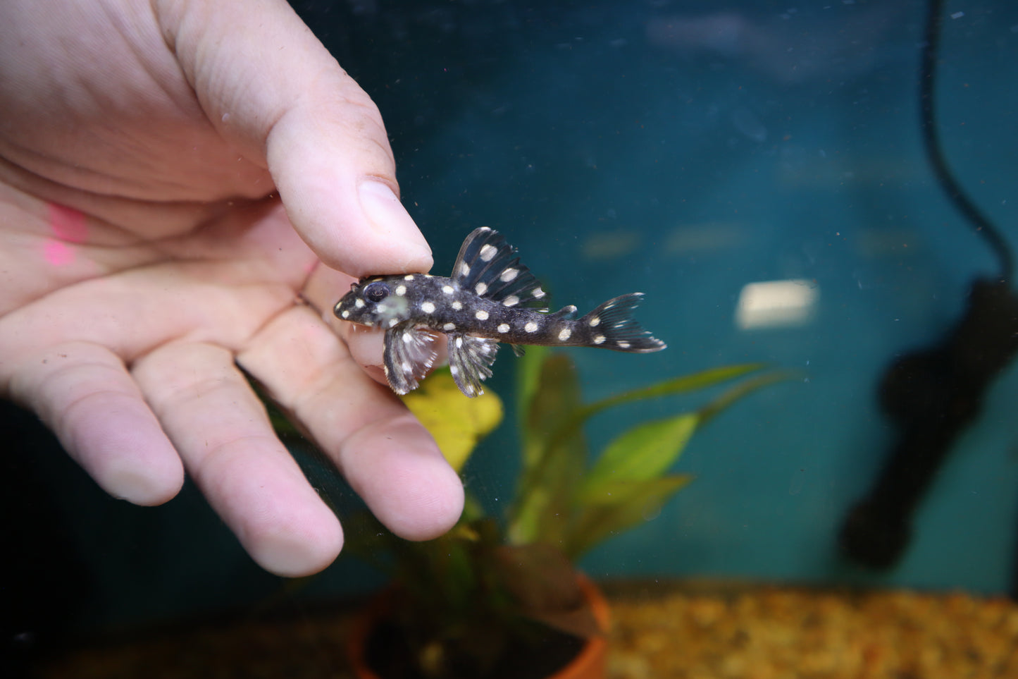 L471 Mini Snowball Pleco