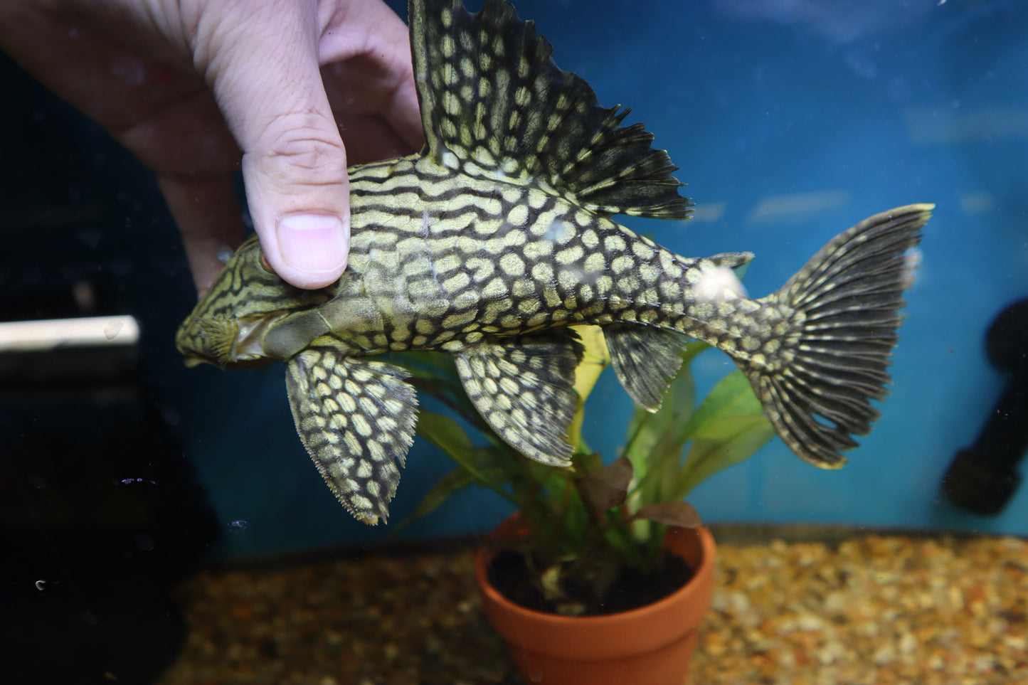 L330 Watermelon Royal Pleco 6-7"