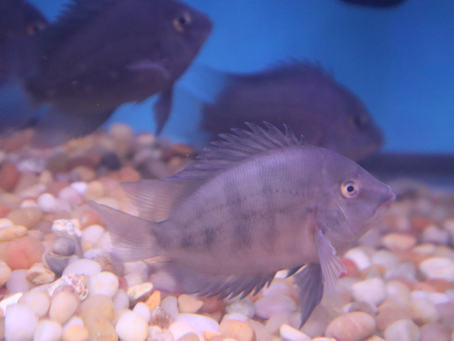 Uaru Cichlids Uaru amphiacanthoides 1"