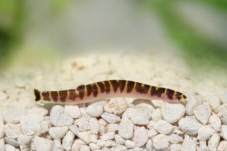 Khuli Loach 2" ( 5-Pack )
