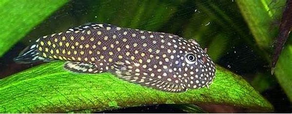 Borneo Hillstream Loaches