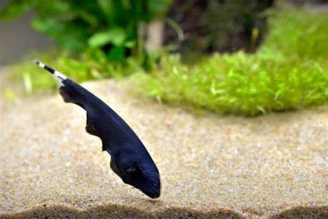 Black Ghost Knife 3"