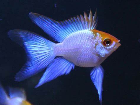 Balloon Electric Blue Ram (3Pack)