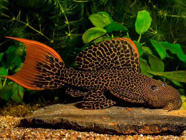 L600 Leopard Cactus Pleco 1-2"