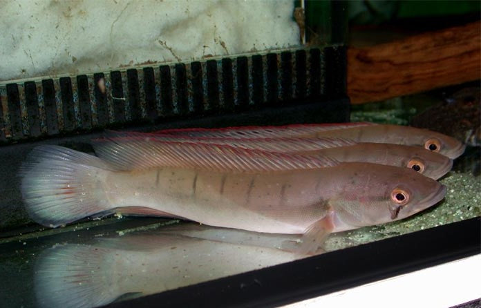 Atabapo Red Pike Cichlid 7-8"