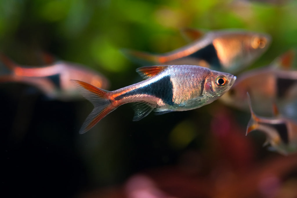 Harlequin Rasboras ( 10-Pack )