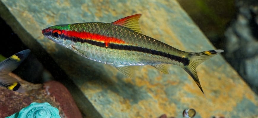 Denison Barb ( Roseline Shark ) 3-Pack