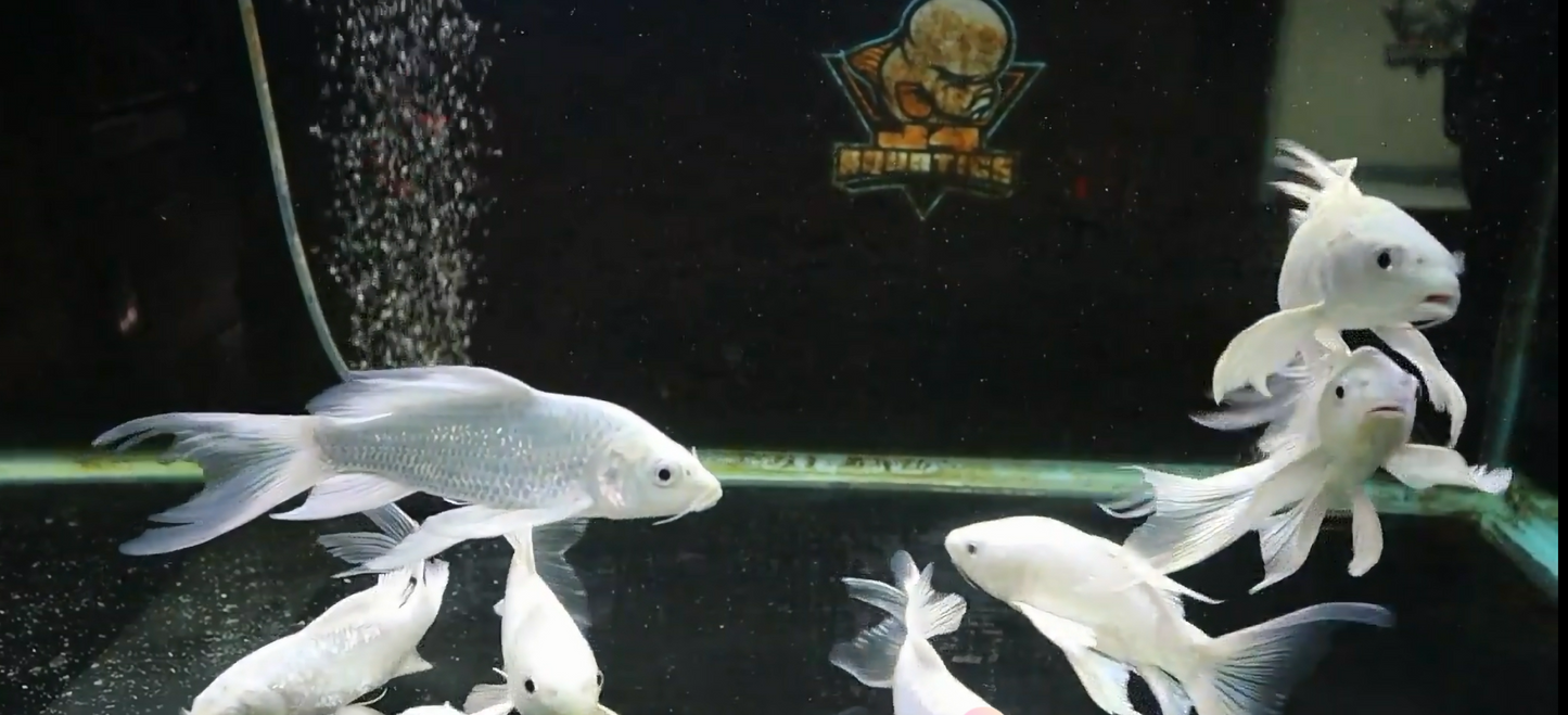 Platinum Panda Butterfly Kois