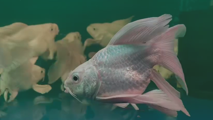 Shortbody Platinum Koi 4"