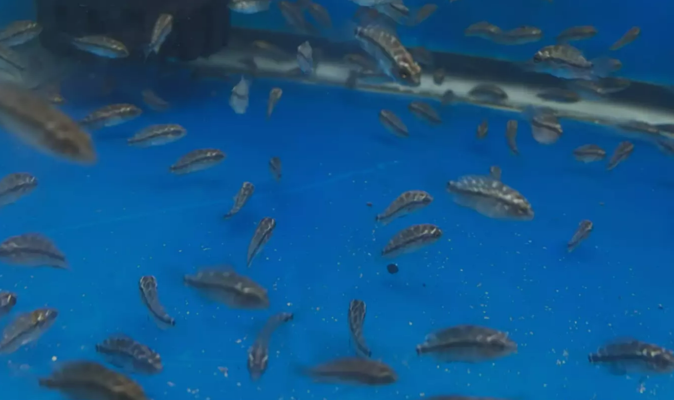 Super Red Dragon Flowerhorn Fry 5-Pack