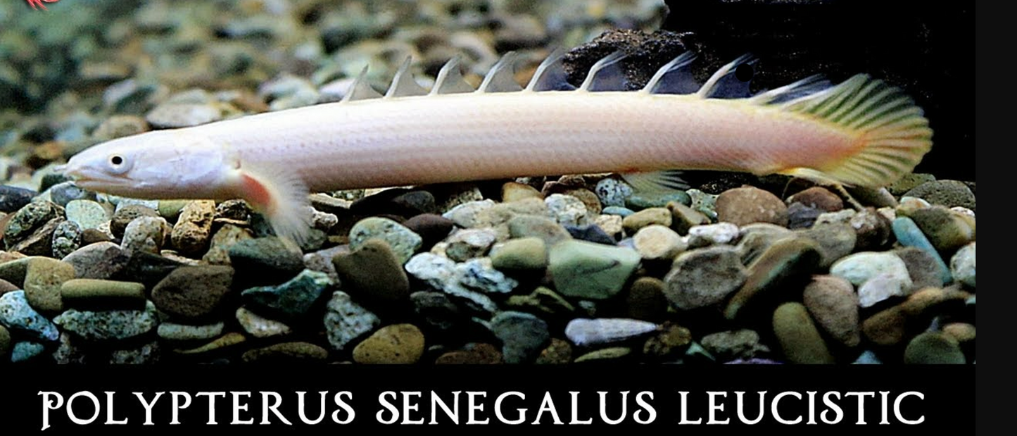 Leucistic Senegalus 4"