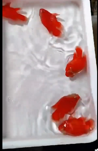 SB COIN CHILLI RED OSCARS 2-3"