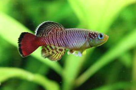 Guantheri Killifish (Nothobranchius guentheri) (3PACK)