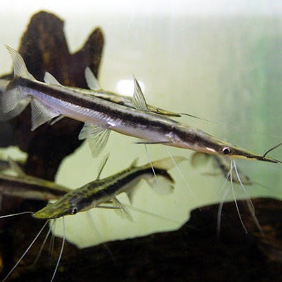 Catfish Shovelnose Lima