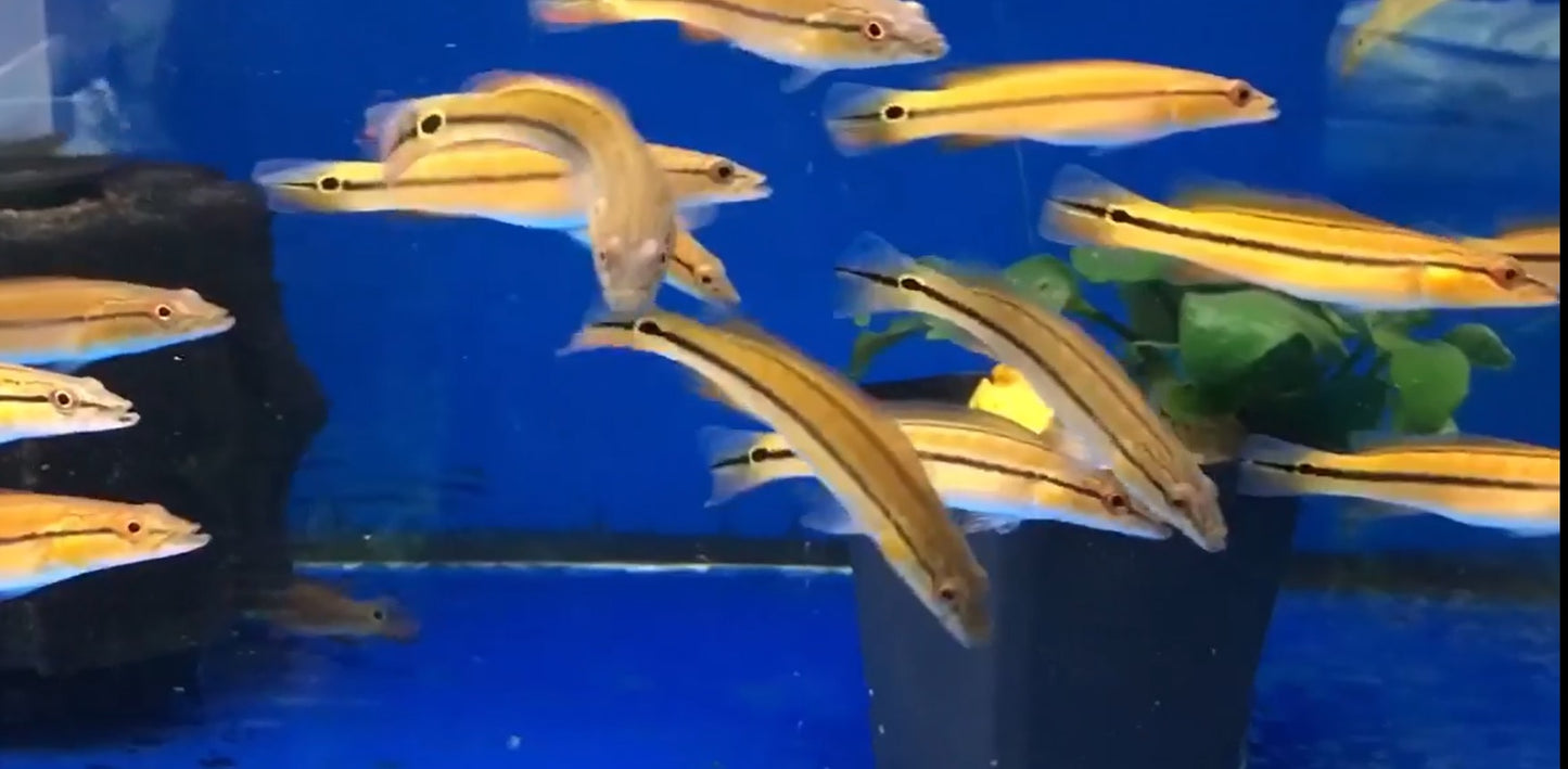 Xingu PIke-1 Cichlid 2.5"