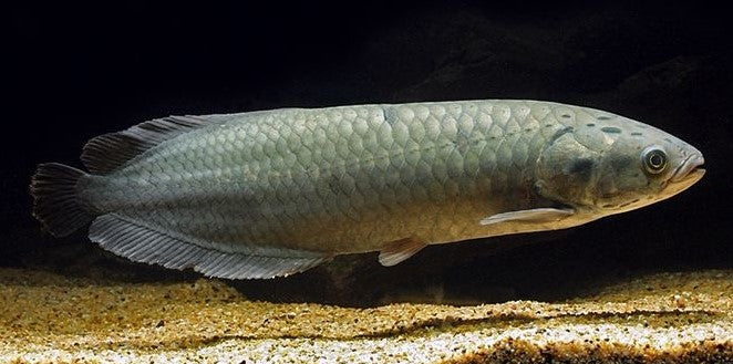 African Arowana 4-5"