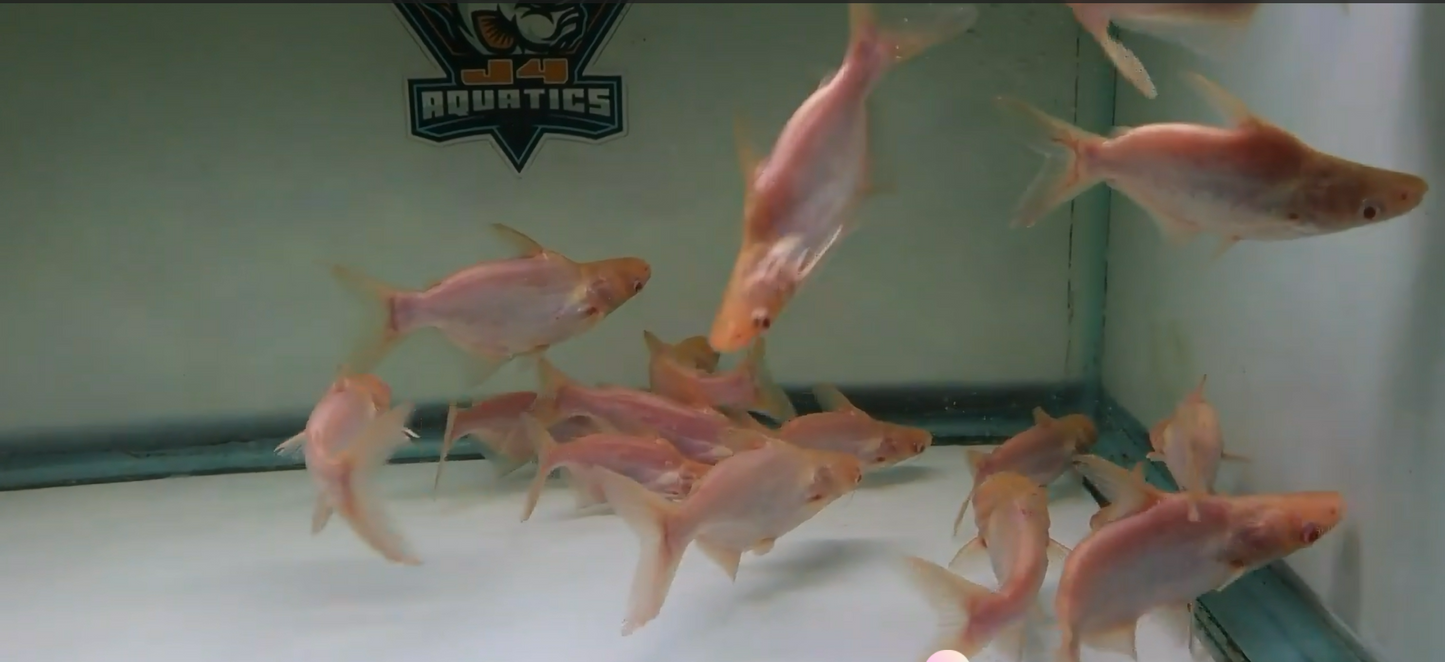 Albino Shortbody Iridescent shark 5-6"