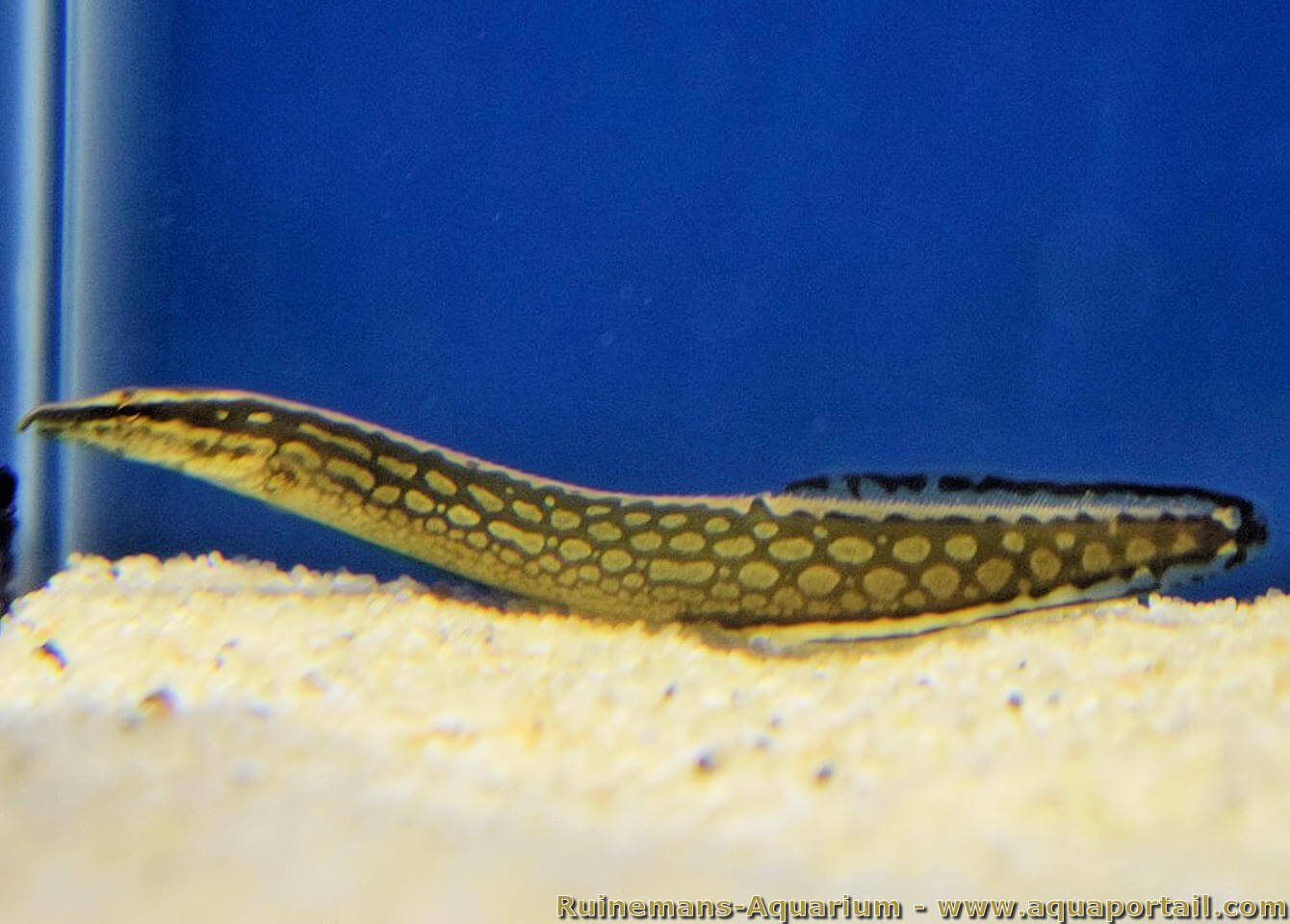 Tire Track ( Mastacembelus armatus ) 10"