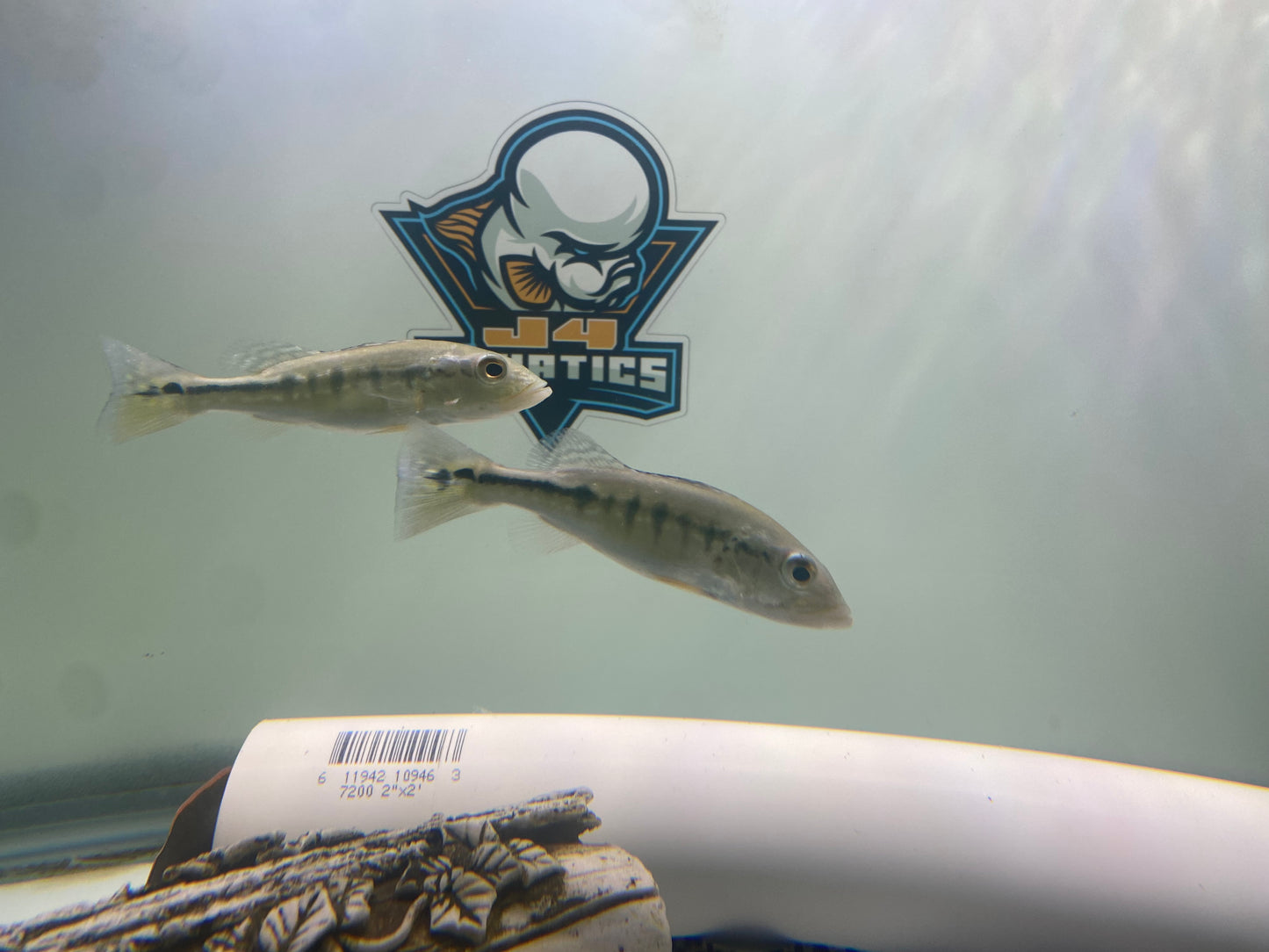 Intermedia Peacock Bass 4-5"