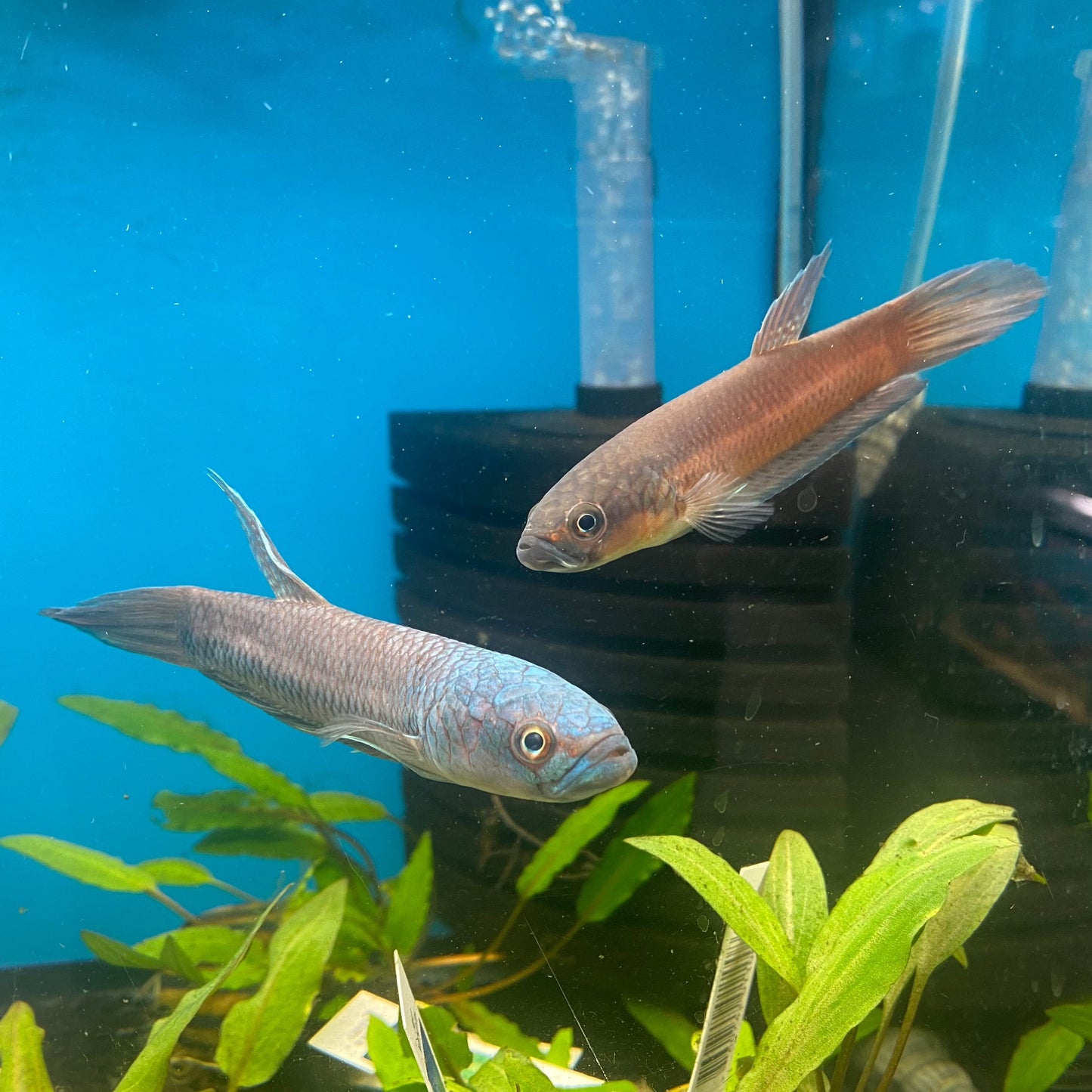 Betta Antuta Pair (Wild Caught )