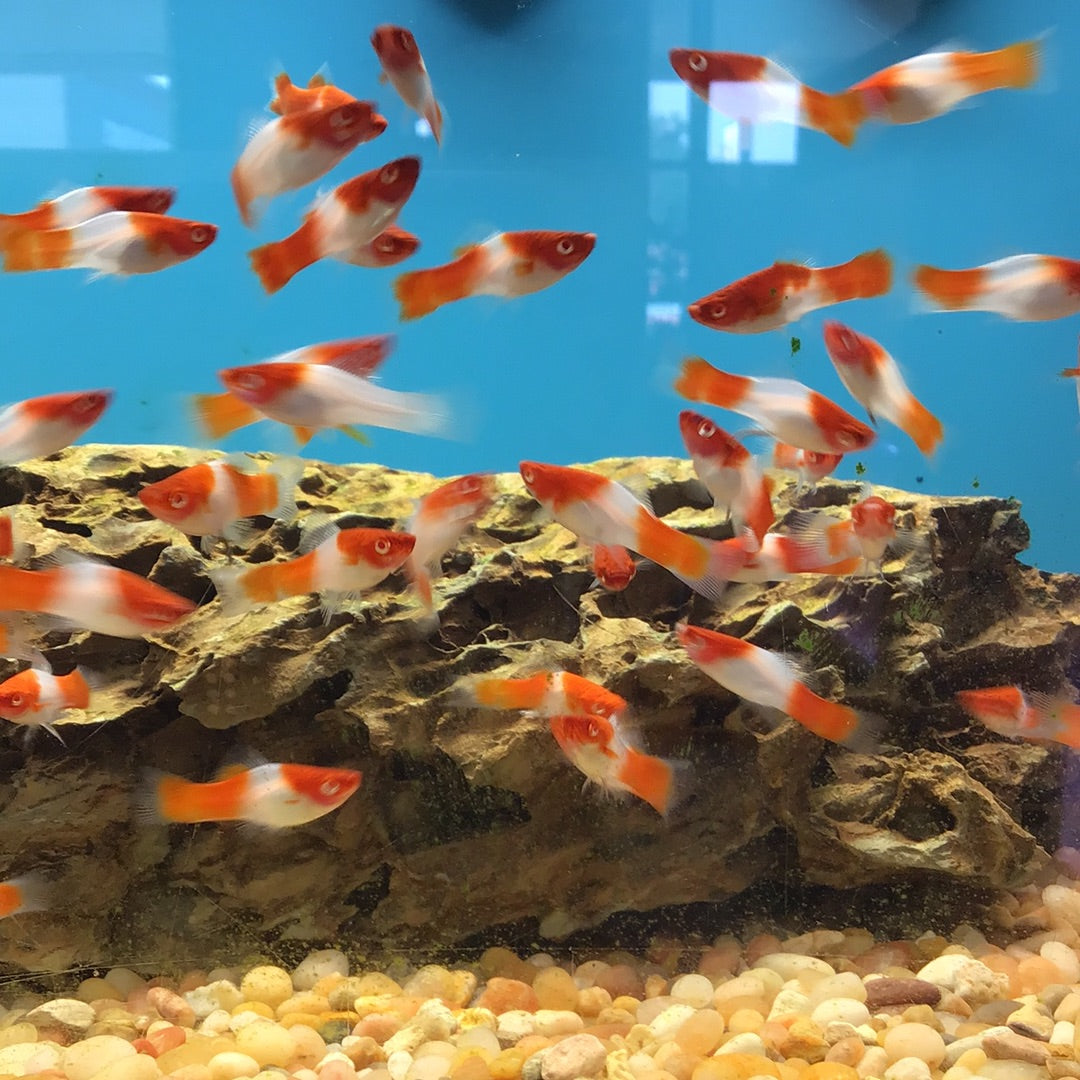 Kohaku Swordtail