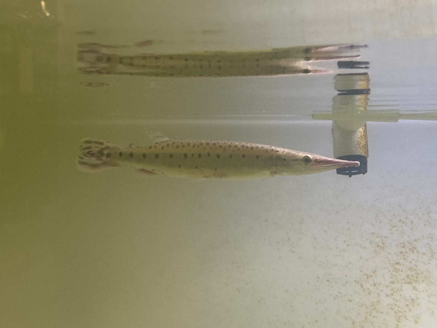 Pike Charakin 8-9"